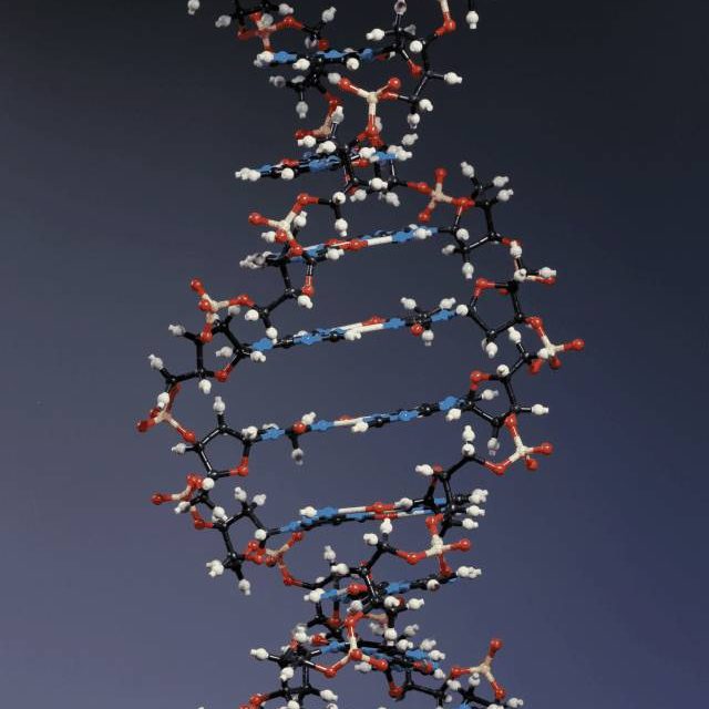 Is Your DNA a Quantum Computer?