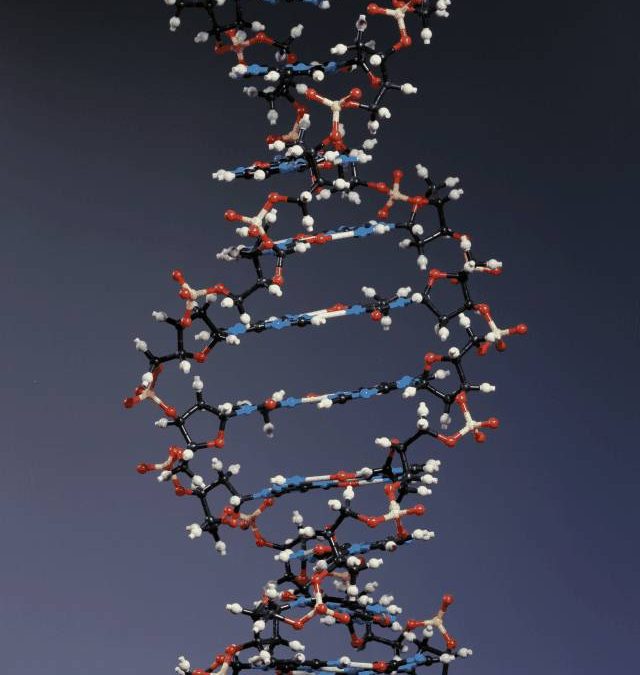 Is Your DNA a Quantum Computer?